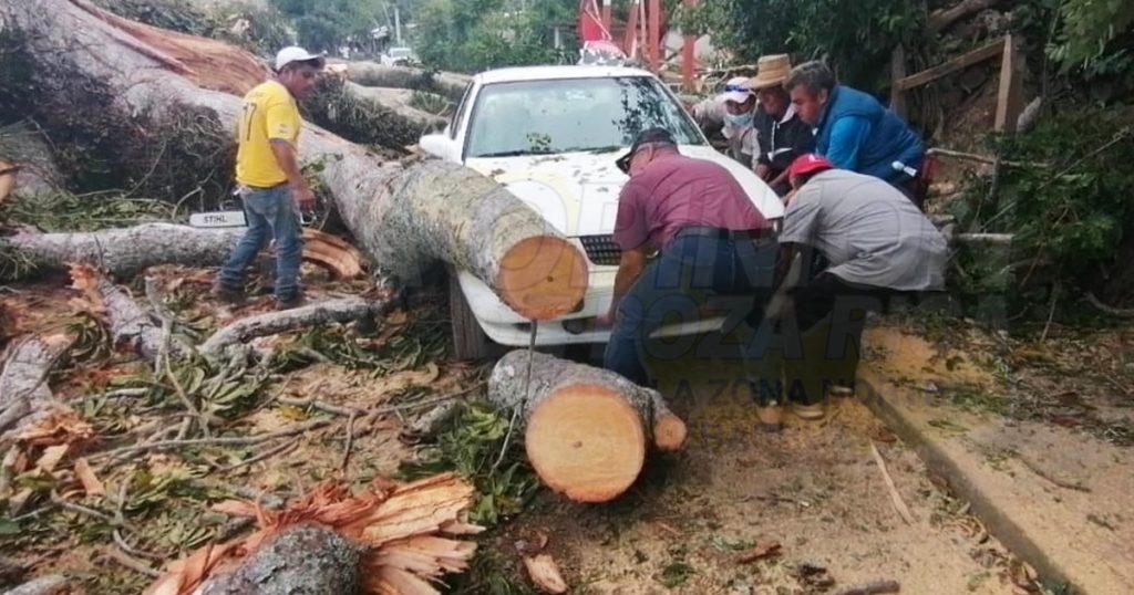Se desgaja rama de emblemático árbol en La Ceiba