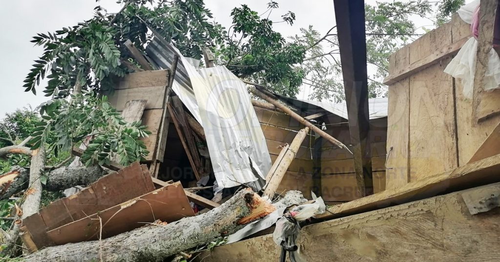 Se desgaja rama de emblemático árbol en La Ceiba