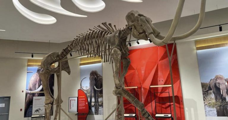 Hallan 50 mil huesos en trabajos del Felipe Ángeles