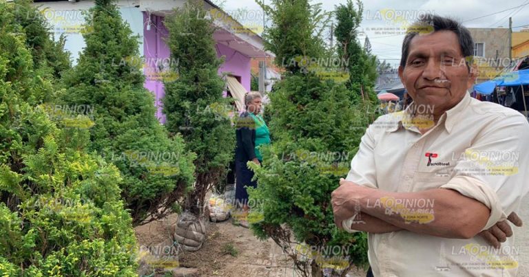 Comerciantes se ven favorecidos con la venta de árboles navideños