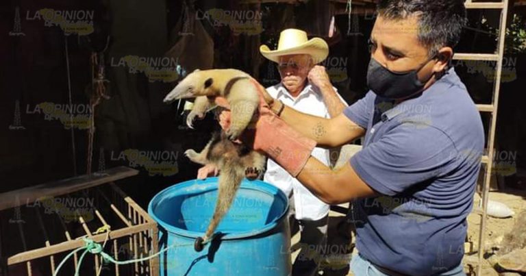 Hallan a oso hormiguero en Huejutla