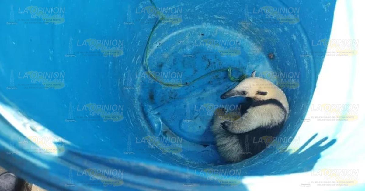 Hallan a oso hormiguero en Huejutla 2