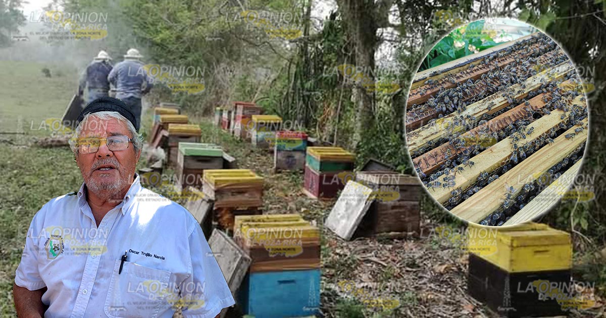 Mal uso de insecticida causa muerte de las abejas Mal uso de insecticida causa muerte de las abejas