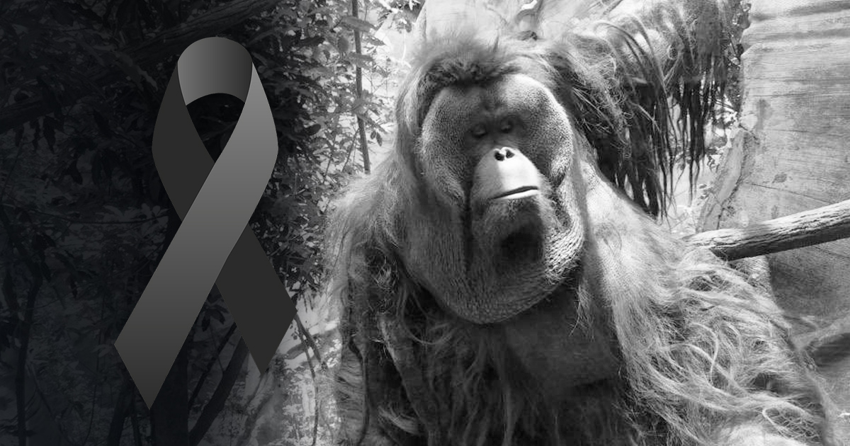 Murió Toto, orangután que habitaba el Zoológico de Chapultepec