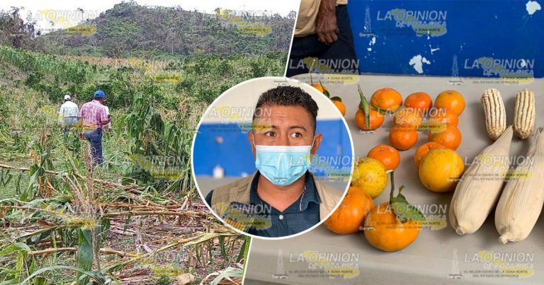 Pérdidas de más del 40% en cosechas del maíz