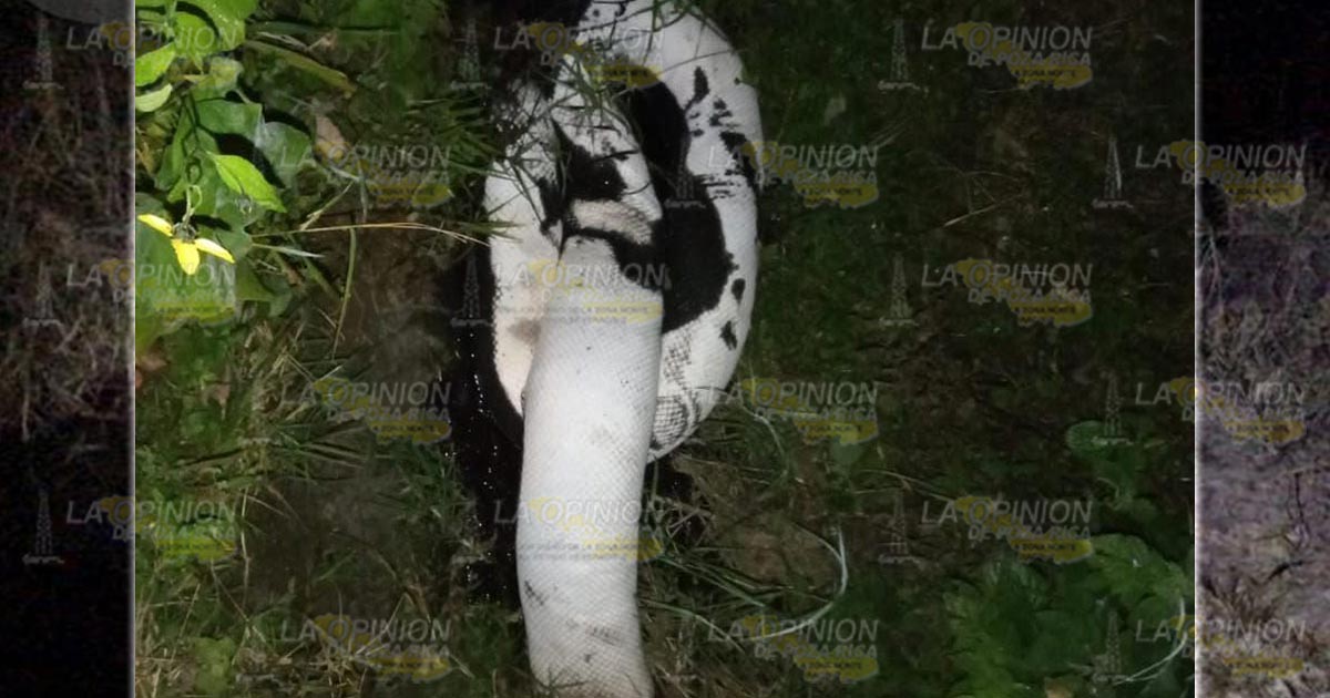 Sellan fuga en poliducto en Huauchinango Sellan fuga en poliducto en Huauchinango 4