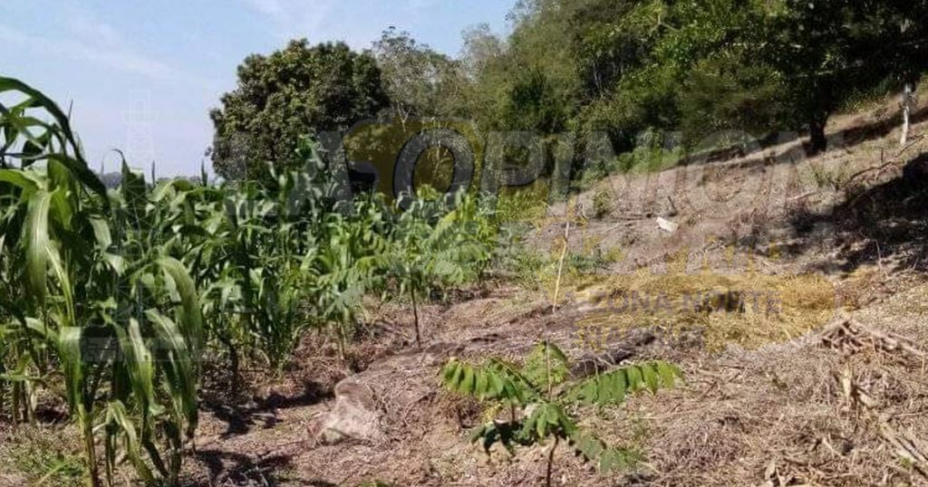 Coatzintla le entra a la captura de carbono, por medio de Sembrando Vida