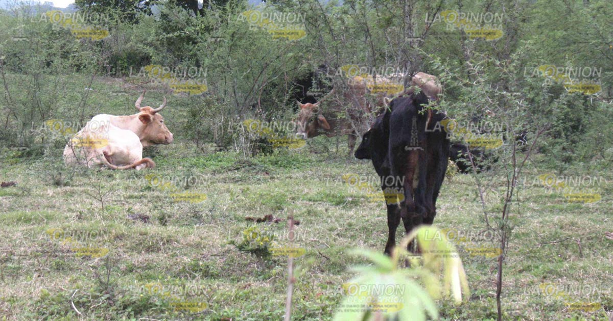 Sombrío panorama pecuario en Álamo Sombrío panorama pecuario en Álamo