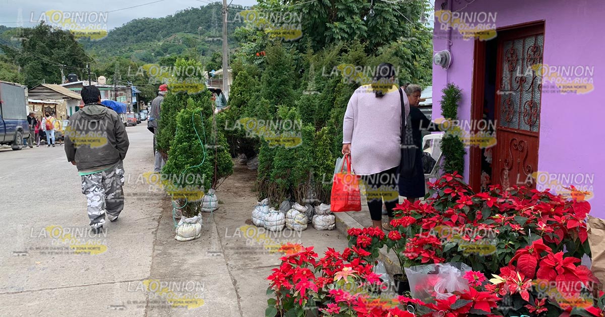Volverán a plantar arbolitos navideños en Tihuatlán Volverán a plantar arbolitos navideños en Tihuatlán