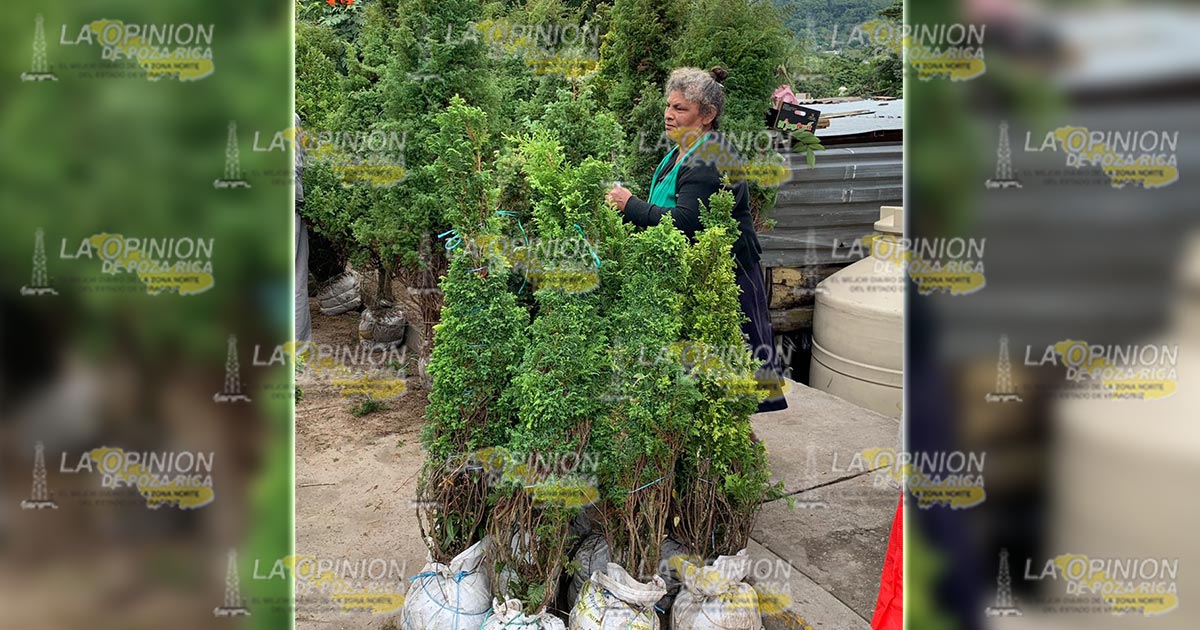 Volverán a plantar arbolitos navideños en Tihuatlán Volverán a plantar arbolitos navideños en Tihuatlán 2