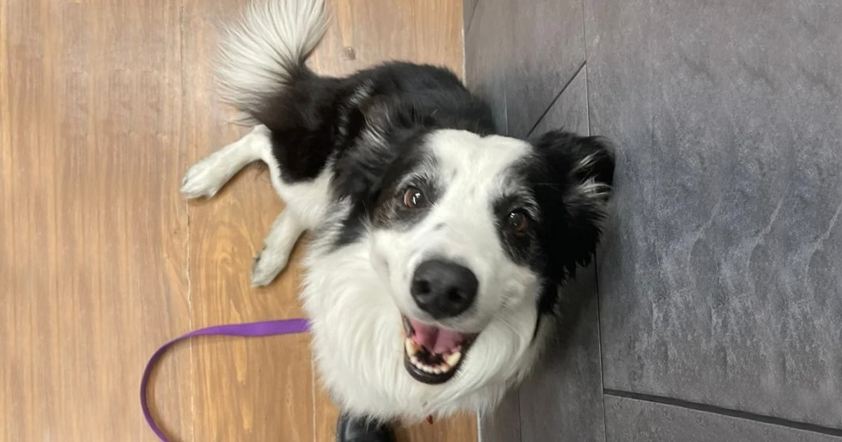 “Nadie me sabe decir en dónde está”, pasajera denuncia que Aeroméxico extravió a su perrito Kobe