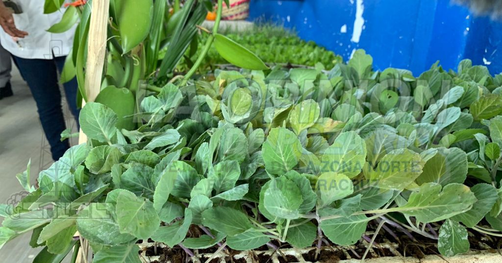 Promueven la autosuficiencia alimentaria en comunidades