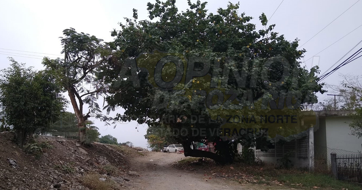 Árbol se ha convertido en un peligro en la colonia La Gloria