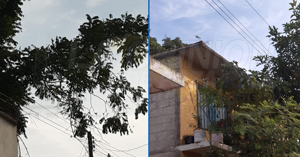 Cables de CFE rozan con ramas de árboles y generan cortocircuitos