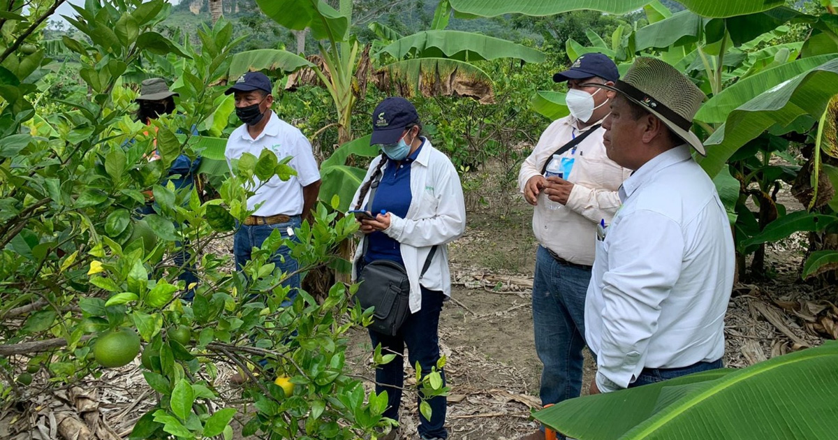 No caer en la psicosis, recomienda CESAVE Ante la amenaza del VTC
