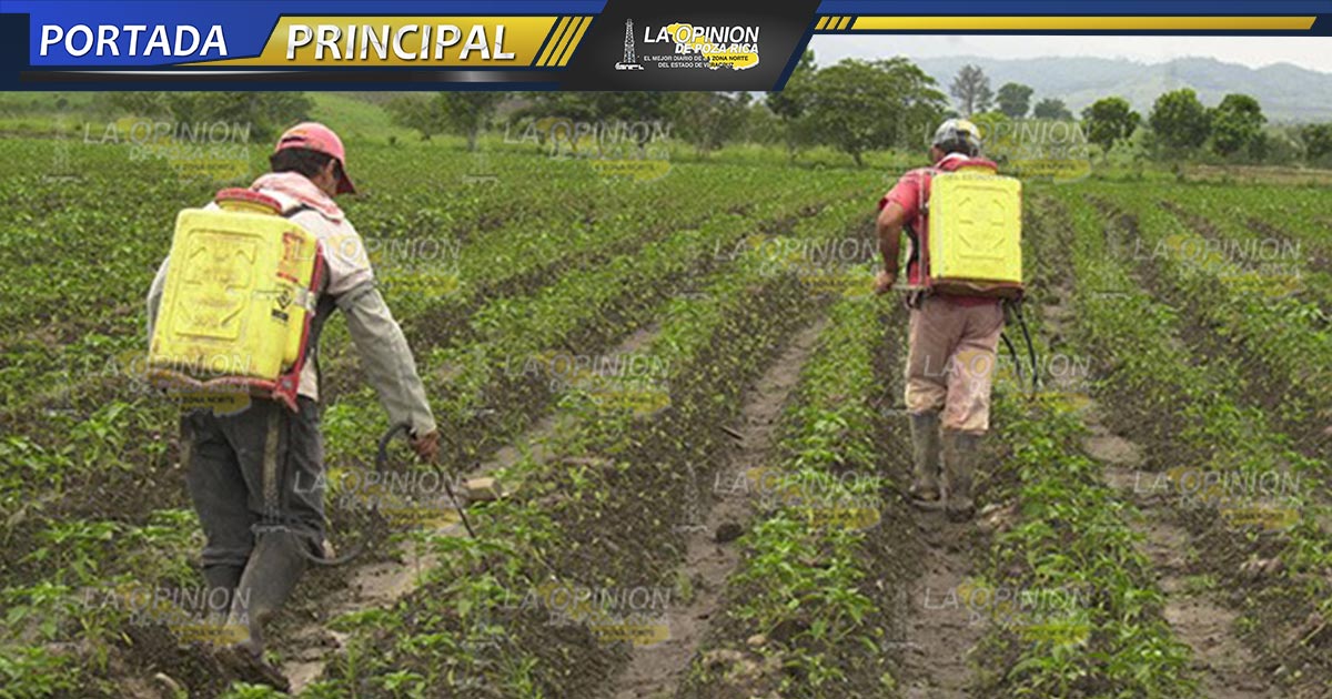 Plaguicidas pirata, riesgo para la salud Plaguicidas pirata, riesgo para la salud