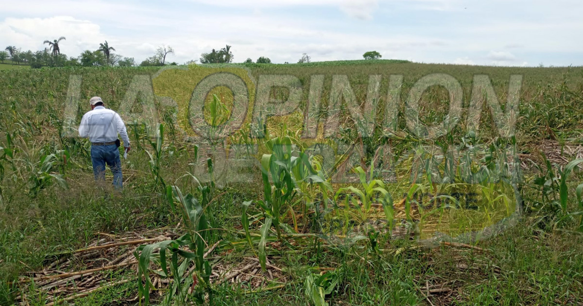 Productores damnificados