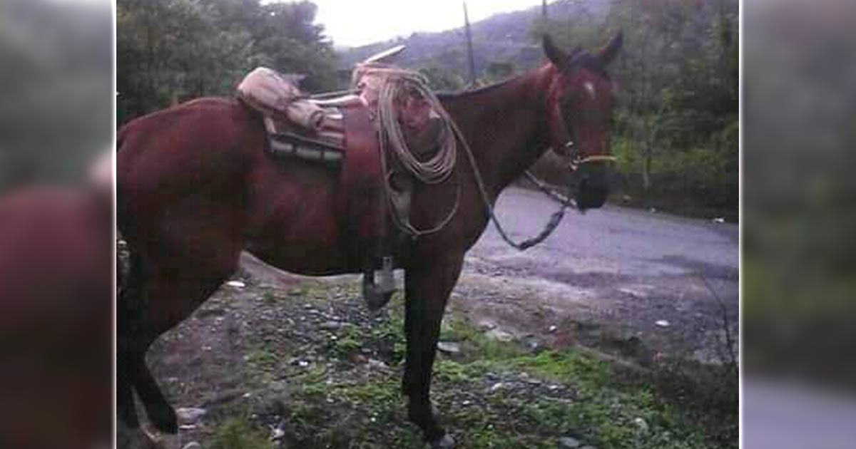 Se roban una yegua