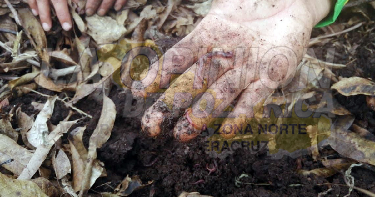 Aprovechan follaje de cultivos para producción de compostas