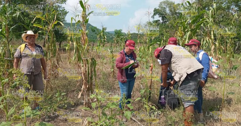 Examinarán a productores en la Sierra del Totonacapan