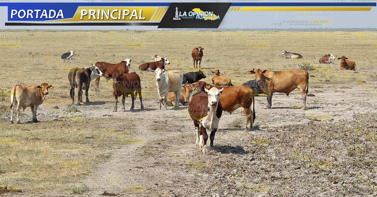 ¡Ganaderos en quiebra!