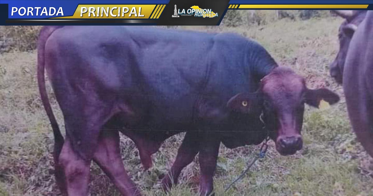 Imparable robo de ganado