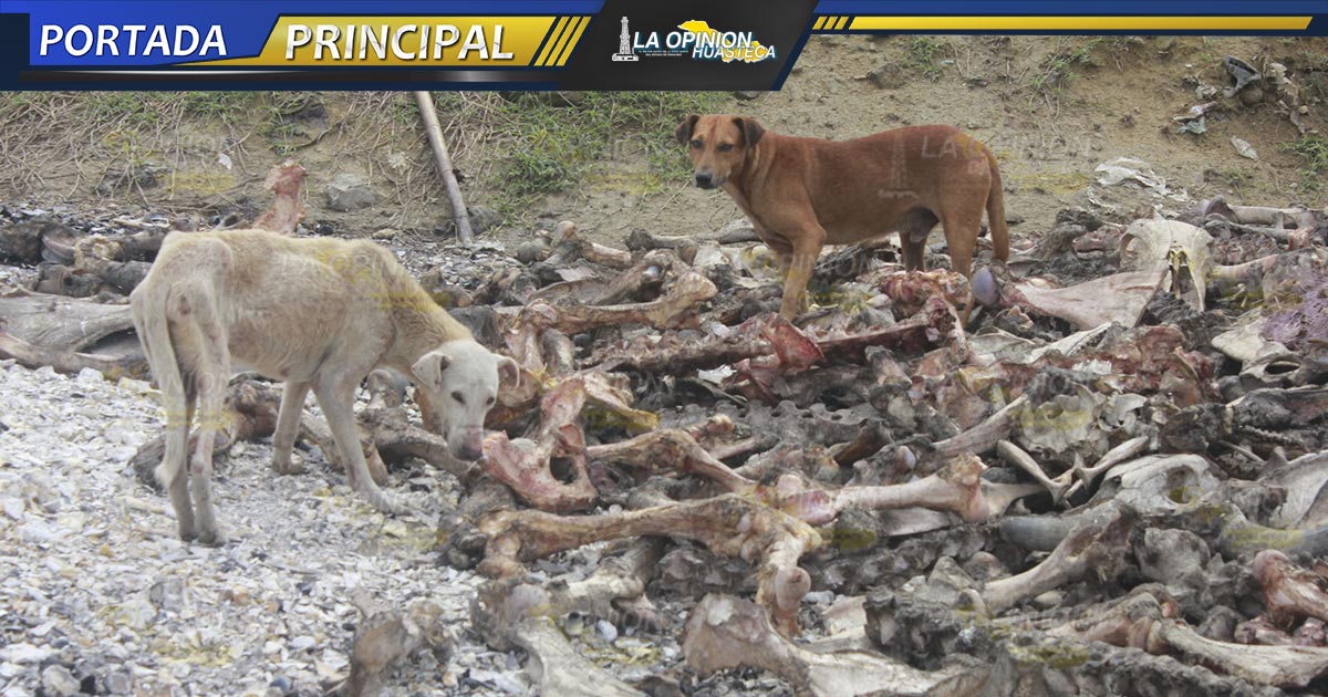 Olvidados en el basurero