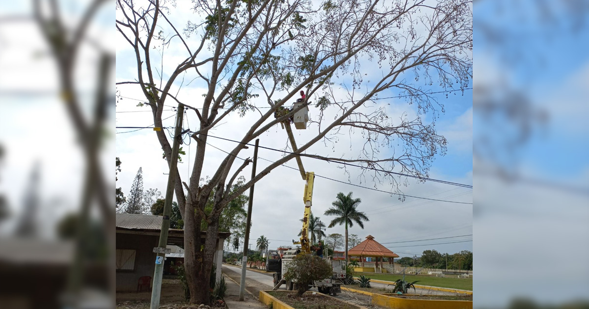 Retiran riesgos en ejido Agua Nacida con desrame de árboles