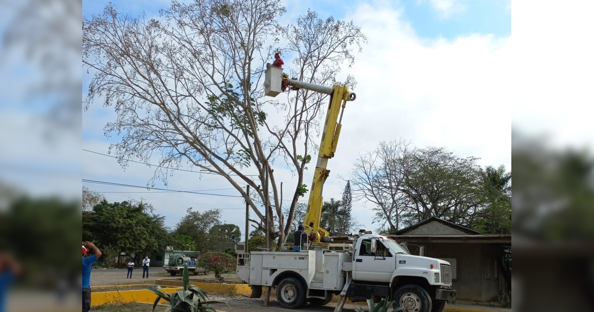 Retiran riesgos en ejido Agua Nacida con desrame de árboles