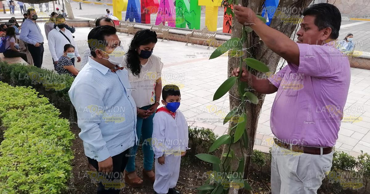Siembran esquejes de vainilla en el parque central de Papantla