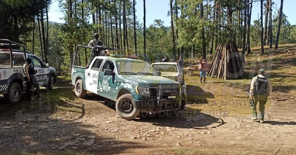 Implementan operativos contra tala clandestina en Perote