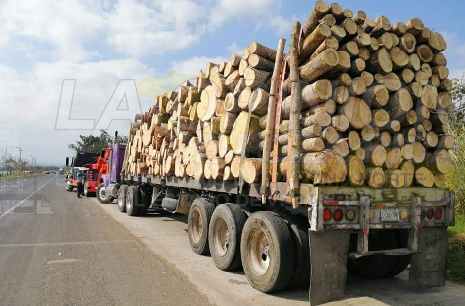 Implementan operativos contra tala clandestina en Perote