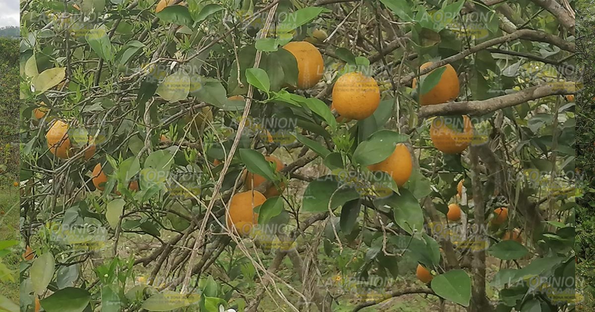 La citricultura vive el peor momento acusan productores de Coatzintla La citricultura vive el peor momento acusan productores de Coatzintla 2