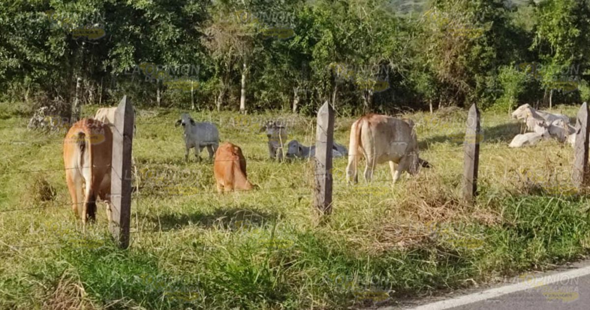 Lobos atemorizan a ganaderos de zona serrana