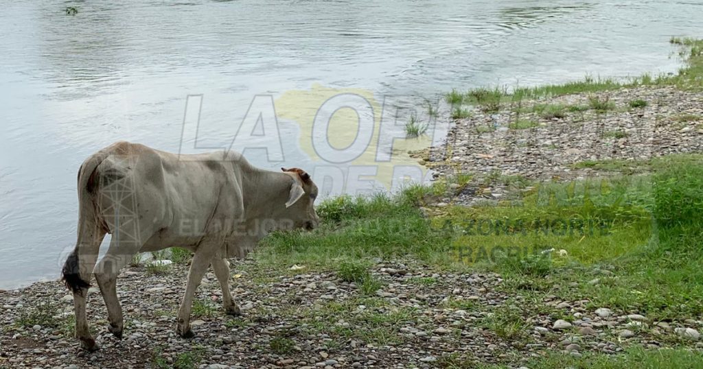 Nulas lluvias generan bajo nivel en las presas