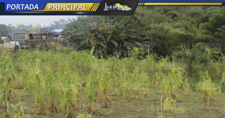 Pérdida total de los cultivos