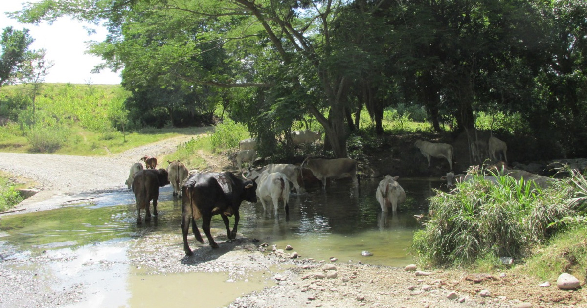 Productores alamenses se preparan contra el estiaje