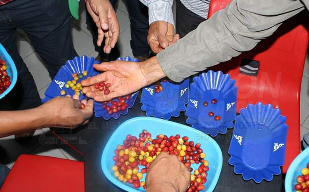 Programas de Desarrollo Rural para impulsar a apicultores en la Sierra de Puebla