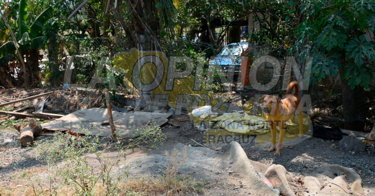 Mano dura a quienes atenten vs los animales