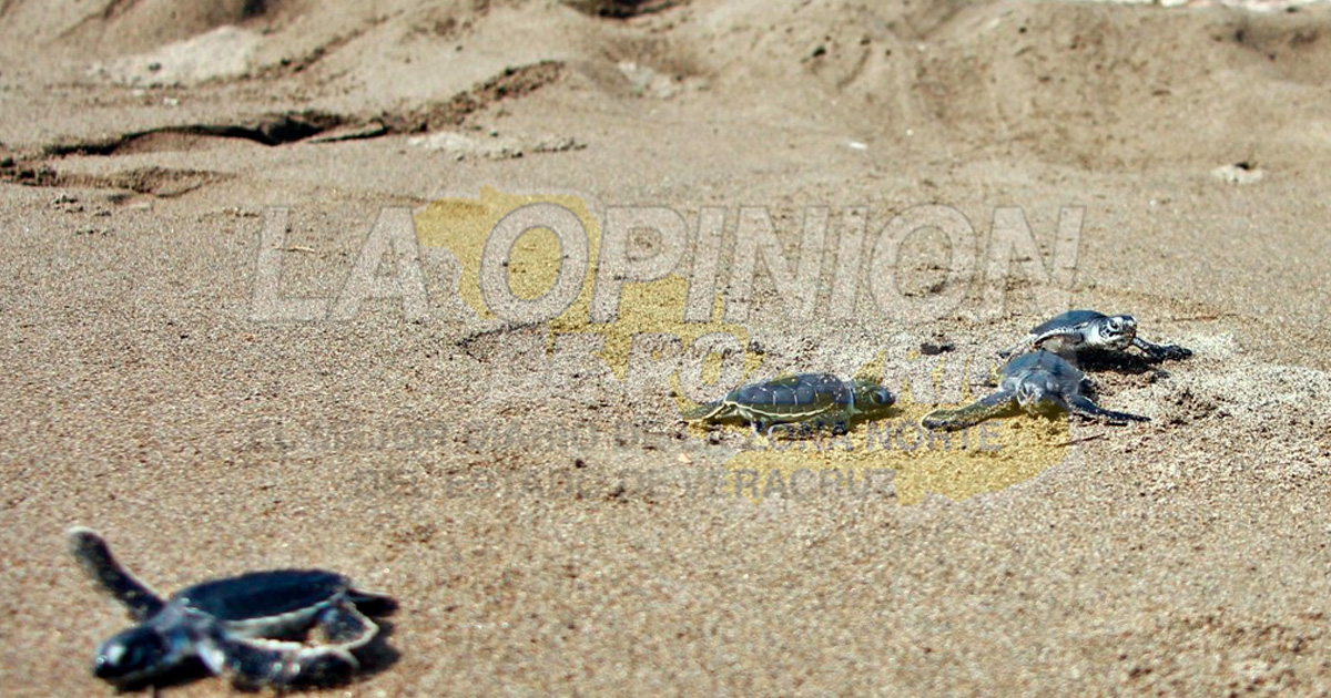 Más de una decena de nidos de tortuga se perdieron por Grace