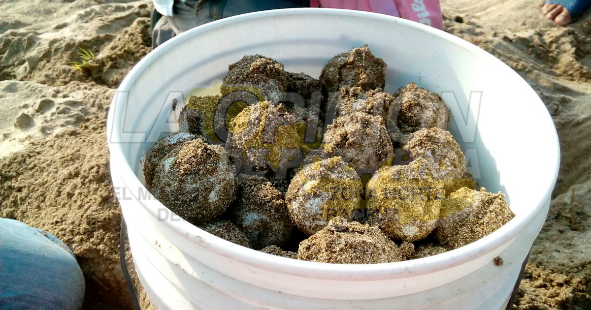 Más de una decena de nidos de tortuga se perdieron por Grace