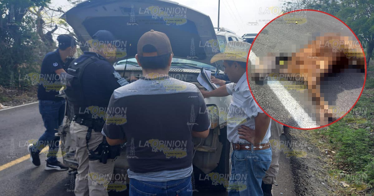 Se estampa Lincoln contra una vaca