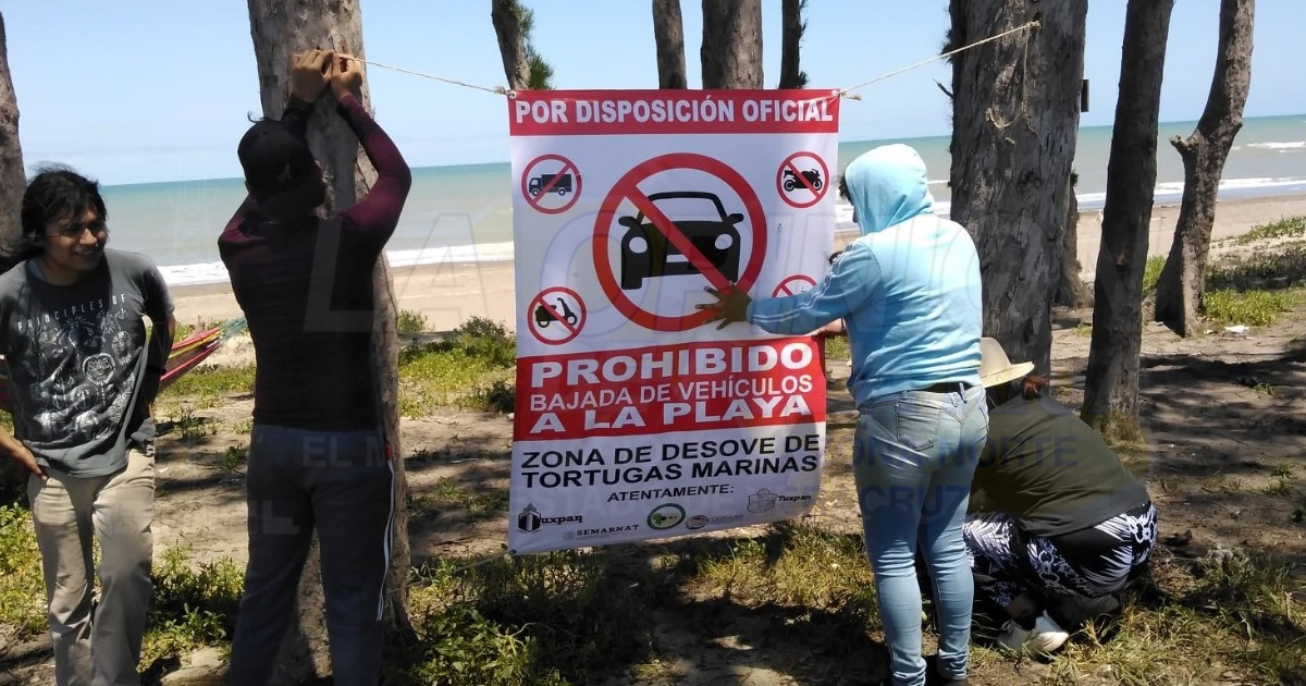 Titánica labor para salvar tortugas marinas