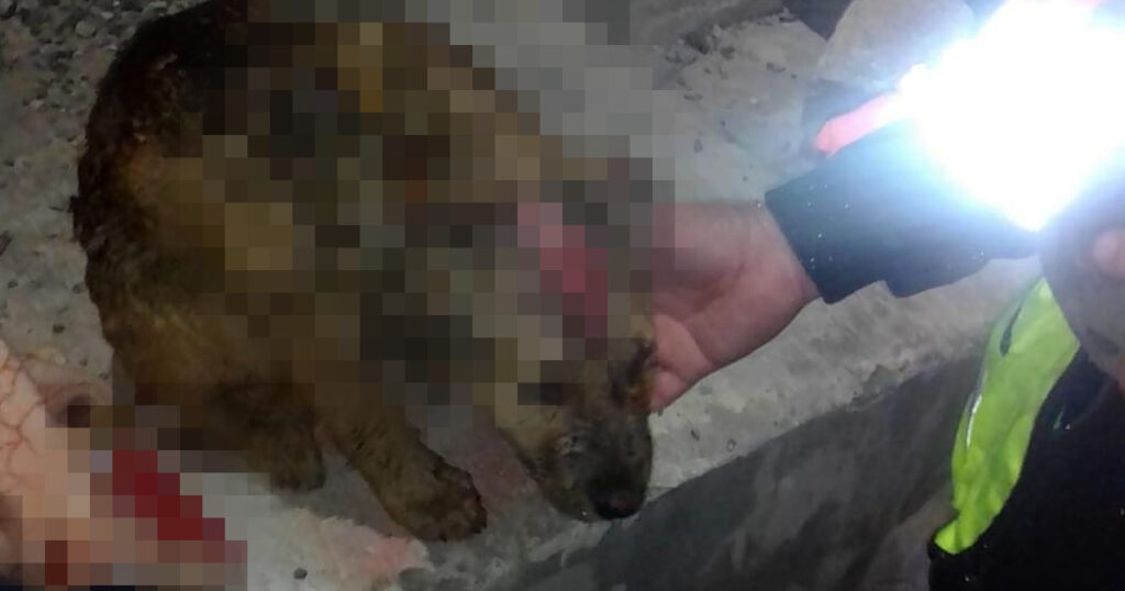 Voraz incendio consumió 2 viviendas; hay un perrito lesionado
