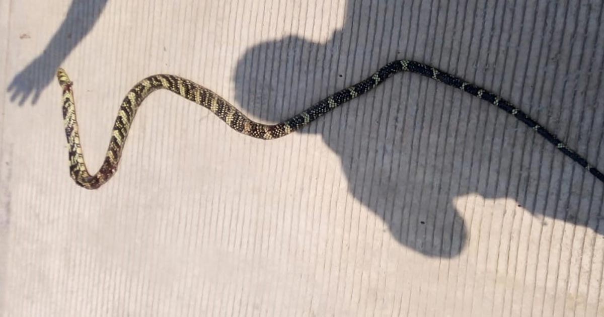 Álamo en alerta por serpientes Álamo en alerta por serpientes 2