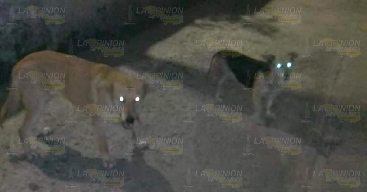 Alcalde hace caso omiso a protección de animales en Cazones Alcalde hace caso omiso a protección de animales en Cazones 2