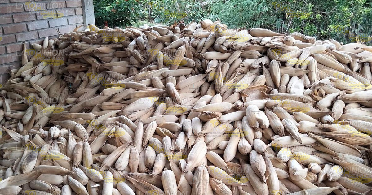 Buscan mejor calidad y conservación del maíz