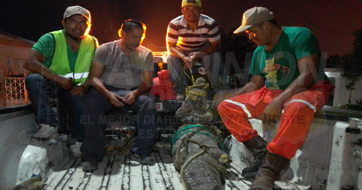 Capturan lagarto de 2.5 metros de largo, en Troncones