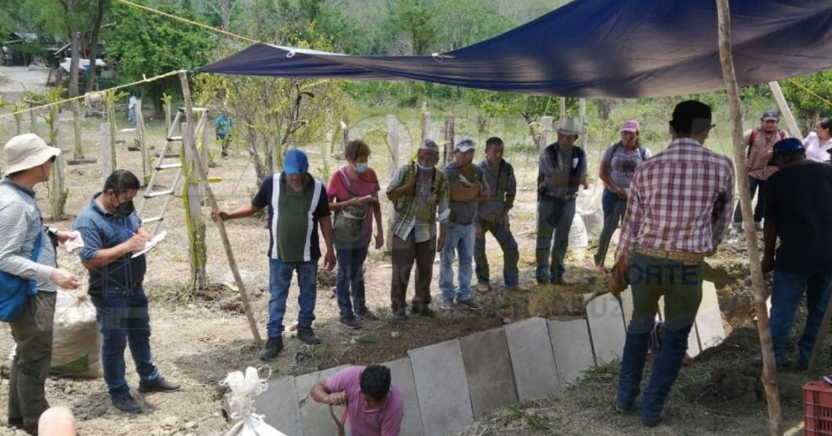 Citricultores locales buscan autosuficiencia en sus parcelas