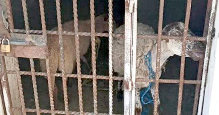 Encarcelan a dos borregos por comer pasto de un albergue